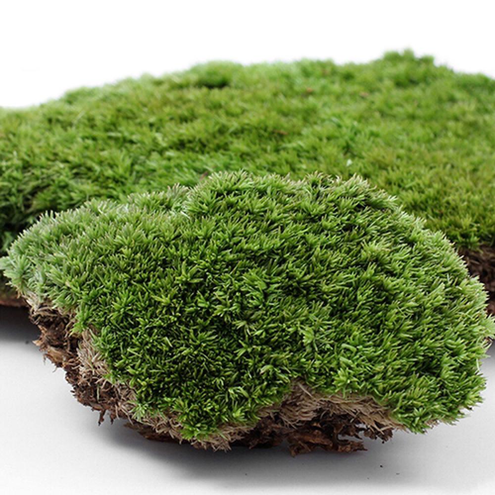 Terrarium Moss Art - Artificial Green Grass Moss Plant Ornament