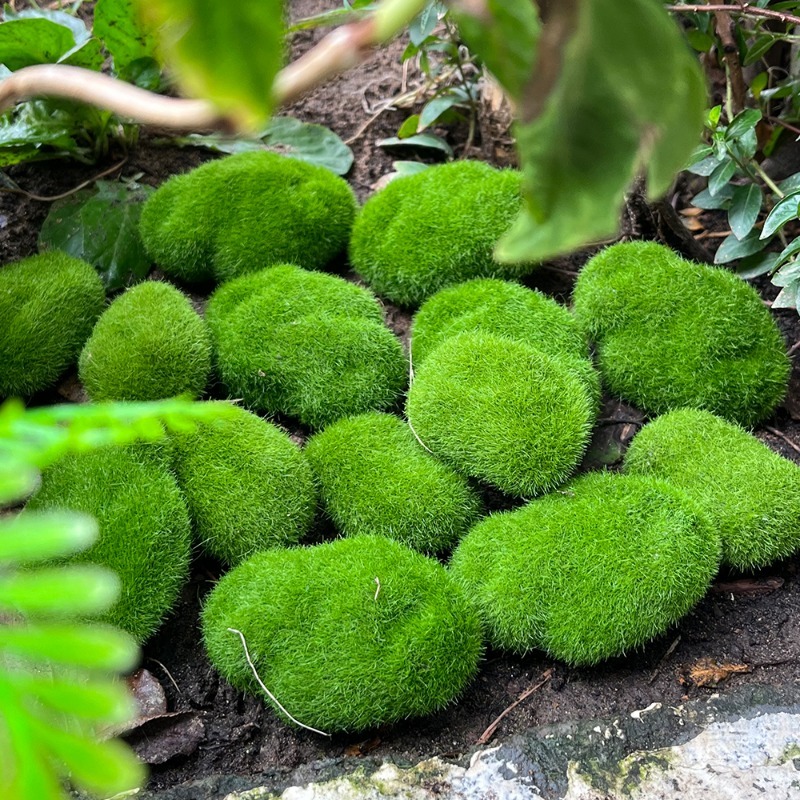 5/30pcs Simulation Moss Stone  - Terrarium Moss Art recension och pris