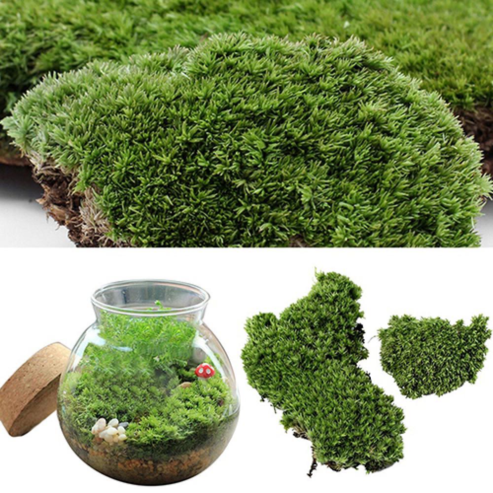 Artificial Green Grass Moss Pl - Terrarium Moss Art recension och pris